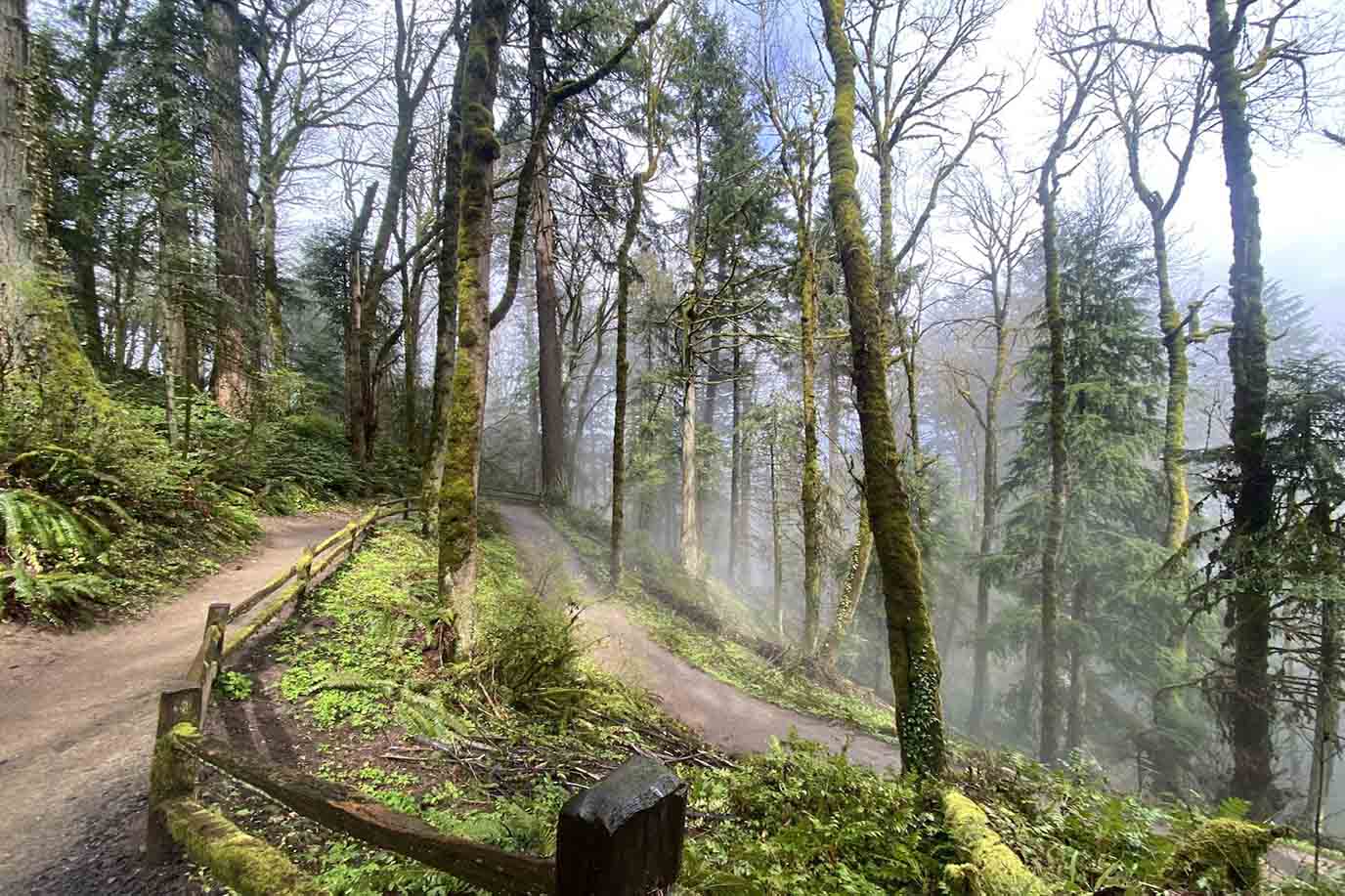 🌲 Wandering Forest Park: North America’s Largest Urban Forest Awaits You in Portland