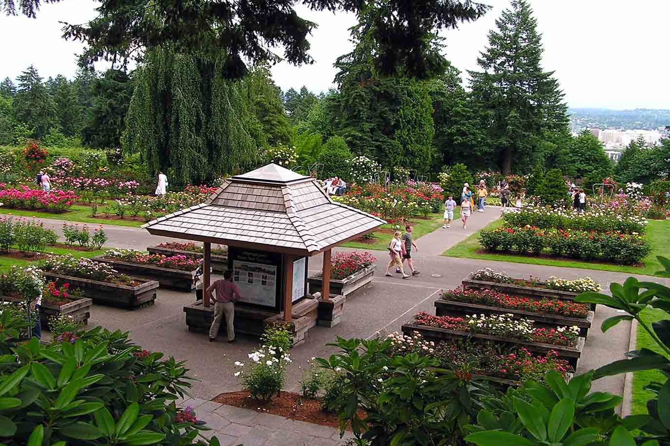 🌹 The Complete Guide to Portland’s Rose Garden: A Year-Round Floral Wonderland
